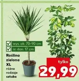 Kaufland Roślina zielona don. 17 cm oferta