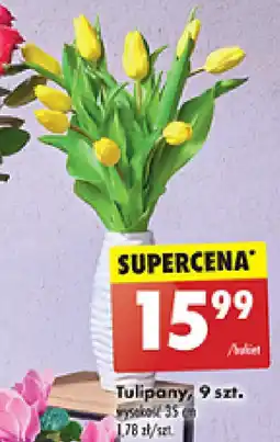 Biedronka Tulipany oferta