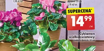 Biedronka Cyklamen wielkokwiatowy oferta