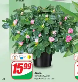 Dino Azalia oferta