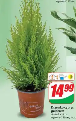 Dino Cyprys goldcrest oferta