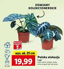 Alokazja