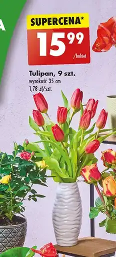 Tulipany