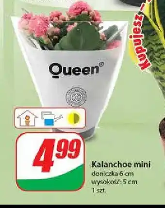 Dino Kalanchoe mini 1 SZT oferta