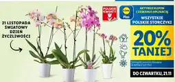 Lidl Storczyk 2 pędowy oferta