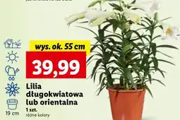 Lilia orientalna 55 cm