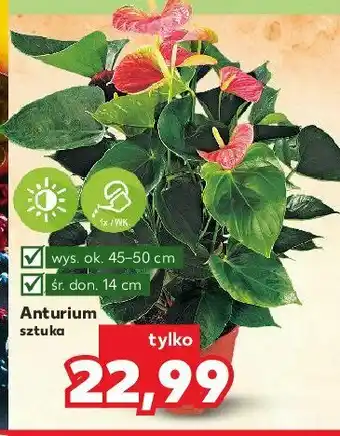 Kaufland Anturium śr. 14 cm wys. 45-50 cm 1 SZT oferta