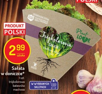 Sałata w doniczce 1szt.