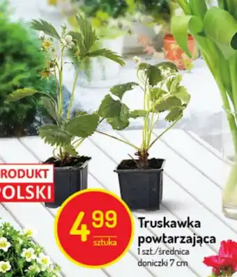 Delikatesy Centrum Truskawka powtarzająca 1szt. oferta