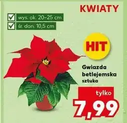 Kaufland Gwiazda betlejemska oferta