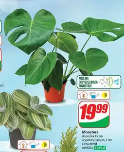 Monstera 15 cm