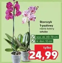 Kaufland Storczyk 1-pędowy oferta