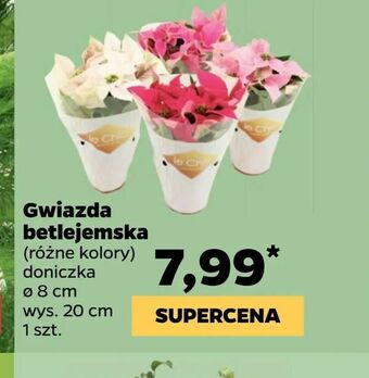 Netto Gwiazda betlejemska oferta