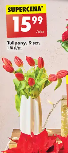 Biedronka Tulipan oferta