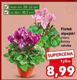 Kaufland Fiołek alpejski oferta
