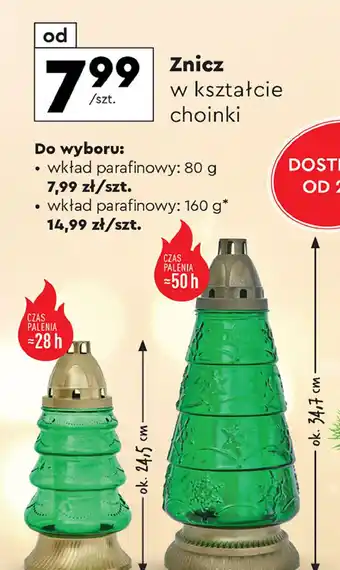 Biedronka Znicz choinka 50 h oferta
