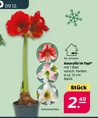 Netto Amaryllis im Topf oferta