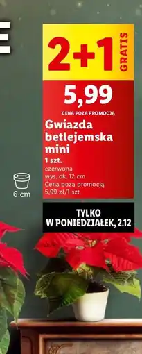 Lidl Gwiazda betlejemska 12 cm oferta
