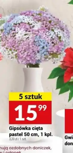 Twój Market Gipsówka cięta pastel oferta