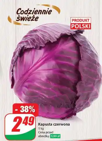 Dino Kapusta czerwona polska oferta