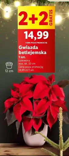Lidl Gwiazda betlejemska 32 cm oferta
