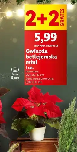 Lidl Gwiazda betlejemska mini oferta