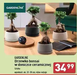 ALDI Bonsai 32-38 cm Gardenline oferta