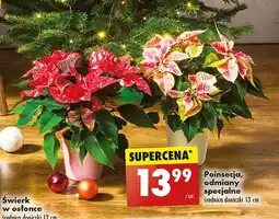 Biedronka Poinsecja wielopędowa doniczka 13 cm oferta