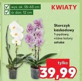 Kaufland Storczyk kaskadowy don. 12 cm oferta