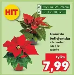 Kaufland Gwiazda betlejemska oferta