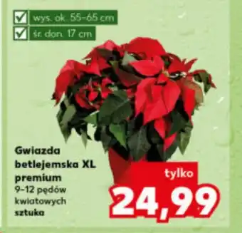 Kaufland Gwiazda betlejemska Premium oferta