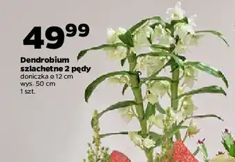 Netto Dendrobium don. 12 cm oferta