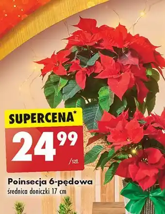 Biedronka Poinsecja 6-pędowa oferta