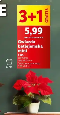 Lidl Gwiazda betlejemska mini 12 cm oferta