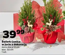 Netto Świerk Conica w jucie z dekoracją oferta