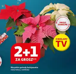 Auchan Gwiazda betlejemska oferta