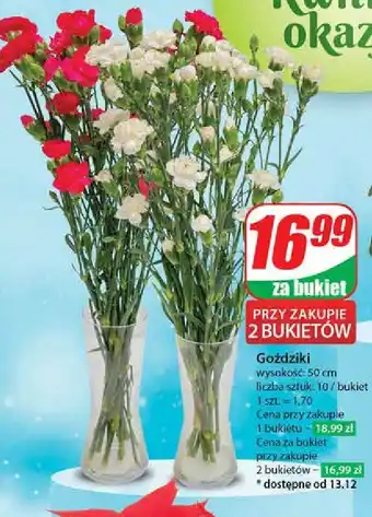 Dino Goździki 50 cm oferta