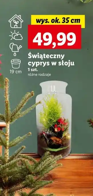 Lidl Cyprys świąteczny w słoju wys. 35 cm oferta