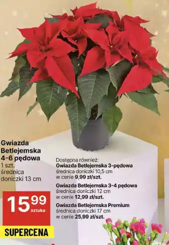 Delikatesy Centrum Gwiazda Betlejemska 4-6 pędowa oferta