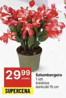 Delikatesy Centrum Szlumbergera oferta