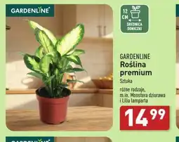 ALDI GARDENLINE Roślina premium oferta