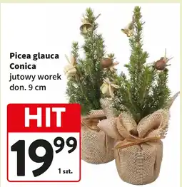 Intermarche Picea glauca conica 9 cm oferta