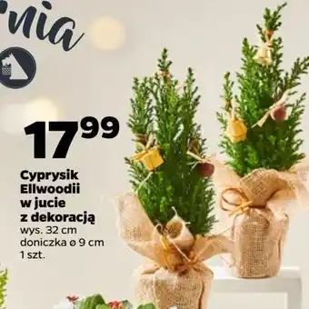 Netto Cyprys ellwoodii don. 9 cm oferta