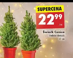 Świerk conica 17 cm