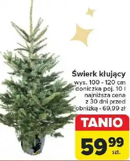 Carrefour Świerk kłujący w doniczce 100-120 cm oferta