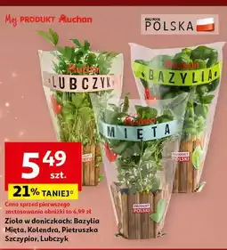 Auchan Mięta Auchan oferta