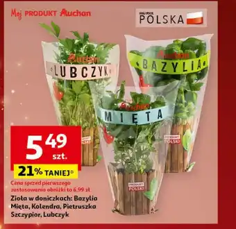 Auchan Zioła w doniczce Auchan oferta