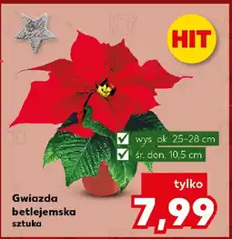 Kaufland Gwiazda betlejemska 10.5 cm oferta