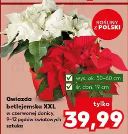 Kaufland Gwiazda betlejemska w doniczce wys. 19 cm oferta