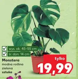 Kaufland Monstera Ok oferta